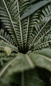 Preview wallpaper plant, leaves, branches, green