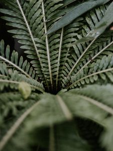 Preview wallpaper plant, leaves, branches, green