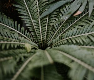 Preview wallpaper plant, leaves, branches, green