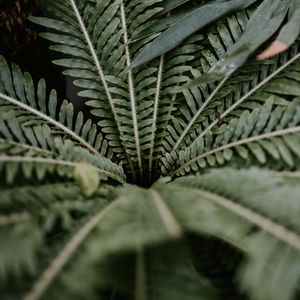 Preview wallpaper plant, leaves, branches, green