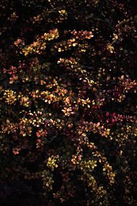 Preview wallpaper plant, leaves, branches, blur, spotted