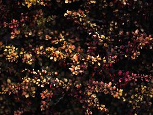 Preview wallpaper plant, leaves, branches, blur, spotted