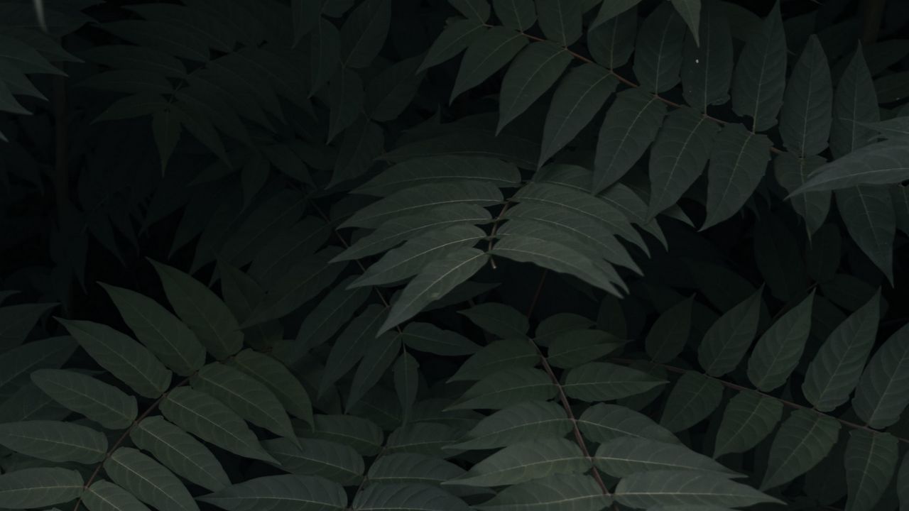 Wallpaper plant, leaves, branches, green, dark