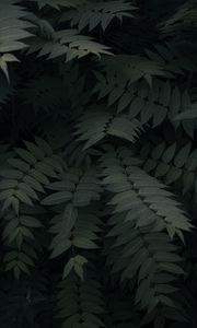 Preview wallpaper plant, leaves, branches, green, dark