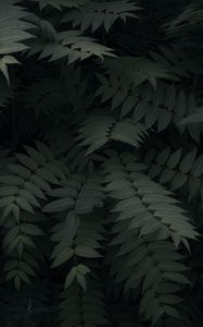 Preview wallpaper plant, leaves, branches, green, dark