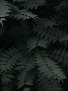 Preview wallpaper plant, leaves, branches, green, dark