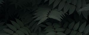 Preview wallpaper plant, leaves, branches, green, dark