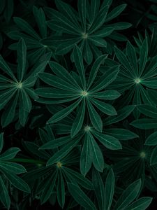 Preview wallpaper plant, leaves, branches, dark, green