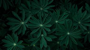 Preview wallpaper plant, leaves, branches, dark, green