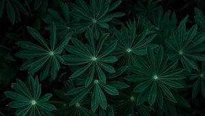 Preview wallpaper plant, leaves, branches, dark, green