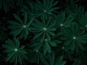 Preview wallpaper plant, leaves, branches, dark, green