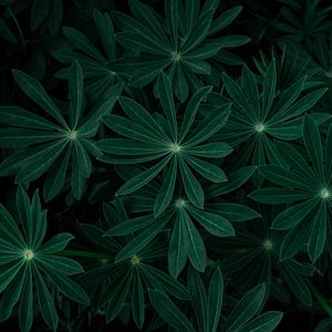 Preview wallpaper plant, leaves, branches, dark, green