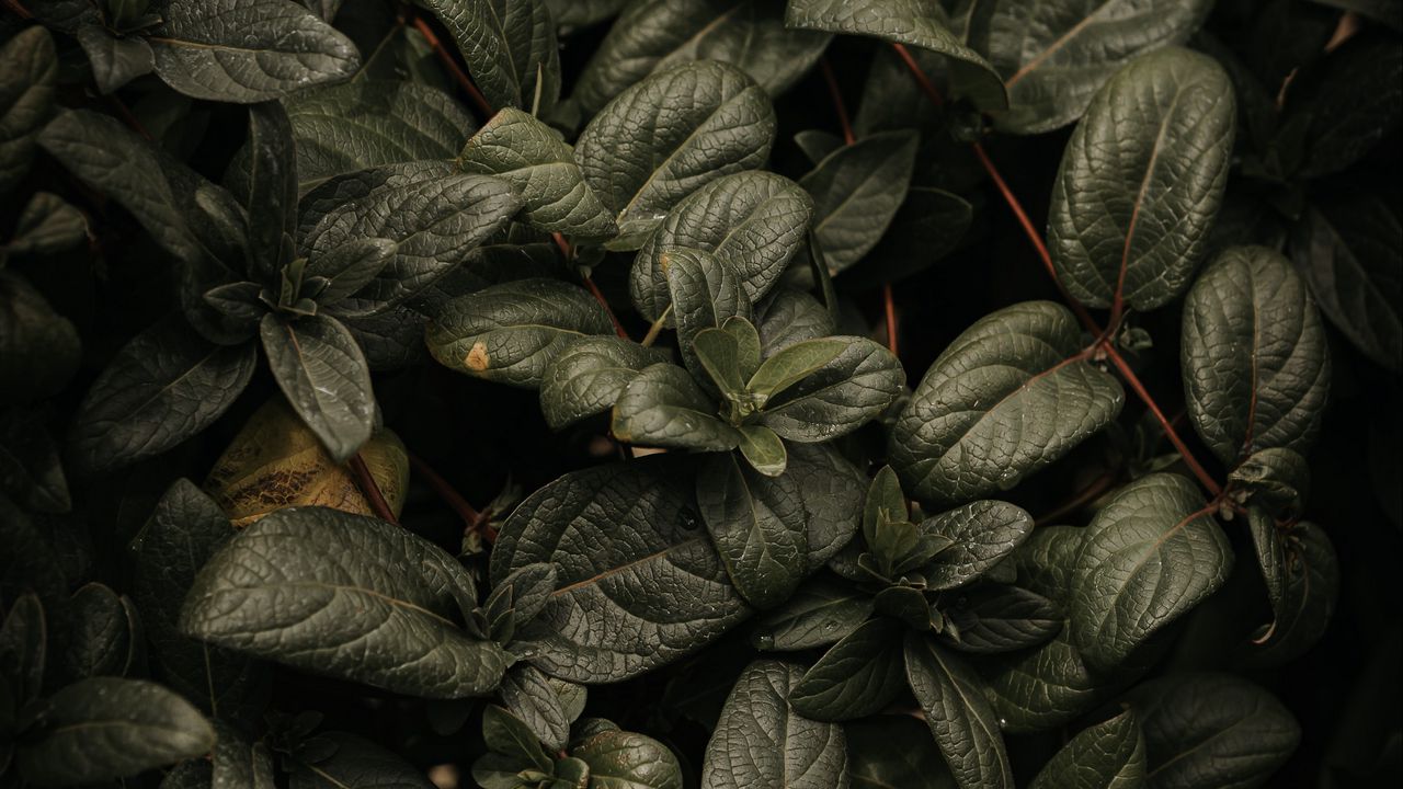 Wallpaper plant, leaves, branches, green, macro