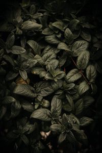 Preview wallpaper plant, leaves, branches, green, macro