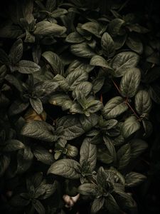 Preview wallpaper plant, leaves, branches, green, macro