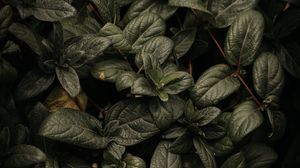 Preview wallpaper plant, leaves, branches, green, macro