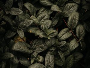 Preview wallpaper plant, leaves, branches, green, macro