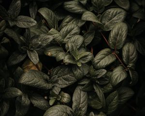 Preview wallpaper plant, leaves, branches, green, macro