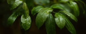 Preview wallpaper plant, leaves, branches, drops, macro