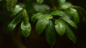 Preview wallpaper plant, leaves, branches, drops, macro