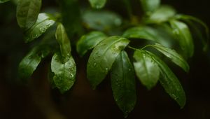 Preview wallpaper plant, leaves, branches, drops, macro