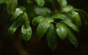 Preview wallpaper plant, leaves, branches, drops, macro