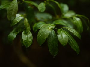 Preview wallpaper plant, leaves, branches, drops, macro