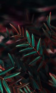 Preview wallpaper plant, leaves, bush, closeup, branch
