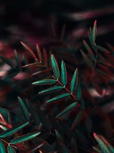 Preview wallpaper plant, leaves, bush, closeup, branch