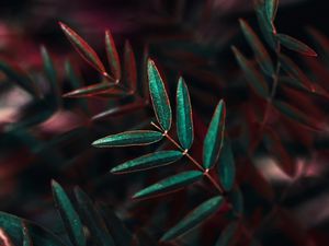 Preview wallpaper plant, leaves, bush, closeup, branch