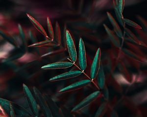 Preview wallpaper plant, leaves, bush, closeup, branch