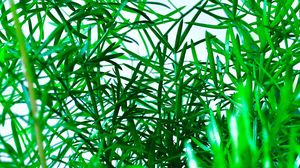 Preview wallpaper plant, leaves, bush, green