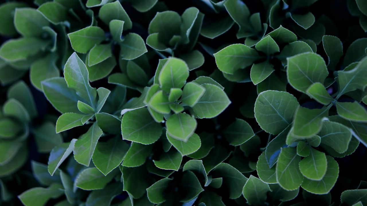 Wallpaper plant, leaves, bush, macro, green