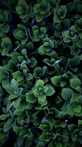 Preview wallpaper plant, leaves, bush, macro, green