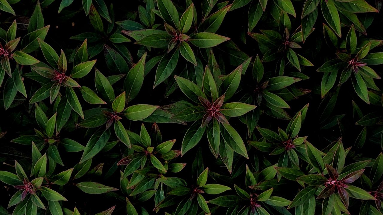 Wallpaper plant, leaves, bushes, veins