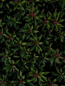 Preview wallpaper plant, leaves, bushes, veins