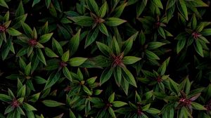 Preview wallpaper plant, leaves, bushes, veins