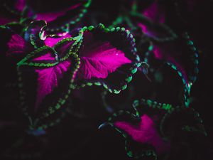 Preview wallpaper plant, leaves, colorful, macro