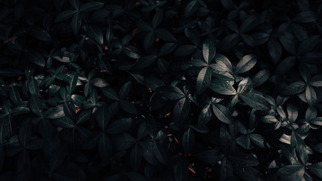 Wallpaper plant, leaves, dark