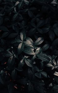 Preview wallpaper plant, leaves, dark