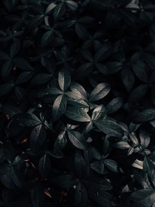 Preview wallpaper plant, leaves, dark