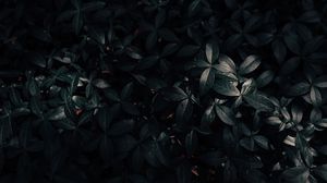 Preview wallpaper plant, leaves, dark