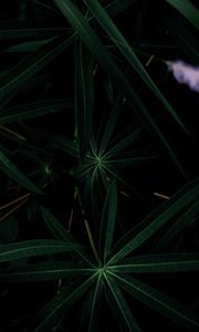 Preview wallpaper plant, leaves, dark, green, closeup