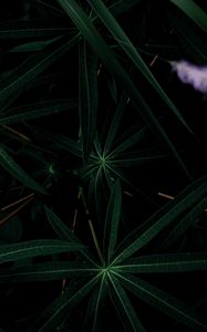 Preview wallpaper plant, leaves, dark, green, closeup