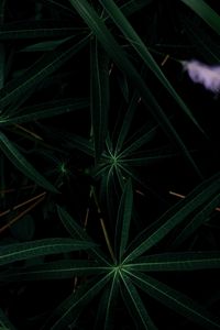 Preview wallpaper plant, leaves, dark, green, closeup