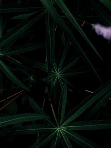 Preview wallpaper plant, leaves, dark, green, closeup