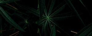 Preview wallpaper plant, leaves, dark, green, closeup