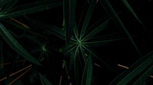 Preview wallpaper plant, leaves, dark, green, closeup