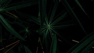 Preview wallpaper plant, leaves, dark, green, closeup