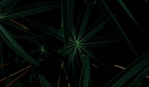 Preview wallpaper plant, leaves, dark, green, closeup
